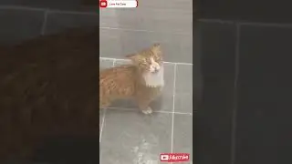 nam🐱nam💦||#showerwithme    #uniquevideos #catloves #cutes #videodrama #lookah #wowvideos #awwseeme🐈❤