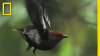 Bird Feathers 