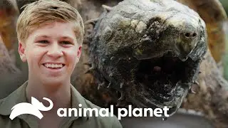 Tartaruga precisa de pedicure urgente | A Fam&iacute;lia Irwin: Robert ao resgate | Animal Planet Brasil