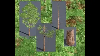 The process of creating trees for the D5 Render program