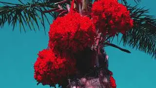 Slow Reggae Instrumental-Reggae Relaxant Pour Se D&eacute;tendre-Rythme Doux-Reggae Pour Se Relaxer