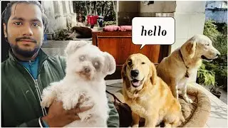 रेखा,  ज्या और सुषमा Sub ki pasnd grooming 🐾🤣🤣 @Deepakvlogs-DK-V #dailyvlog #viral #cutedog 