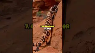 Top 10 Animals Who Can Survive Without Drinking Water For Long Time