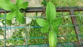 Timun Padang (Coccinia grandis) sering digunakan untuk keradangan dan cara menyediakannnya