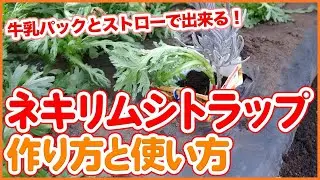 家庭菜園や農園の天敵ネキリムシはトラップで害虫対策！春夏野菜栽培の苗植え時に要注意！簡単な材料で作れて効果バツグン！【農家直伝】