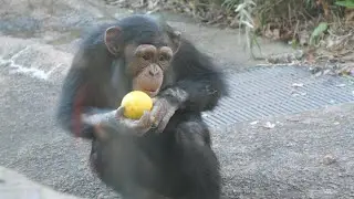 スナックボールをキャッチせよ！🥎　かみね動物園　チンパンジー　202601