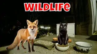 Live Wild Animal Cam Wednesday! 🦝🦊🦌🍕😎