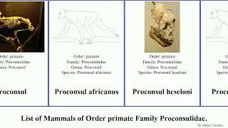 List of Mammals of Order primate Family Proconsulidae. major africanus Lebowitz Hollow Hickory Dan