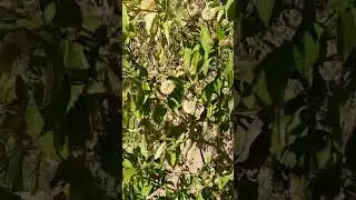 granary short video...