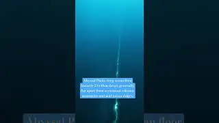 Abyssal Plain: deep ocean floor (2 to 6km deep) flat apart volcanic mountains and mid-ocean ridges.