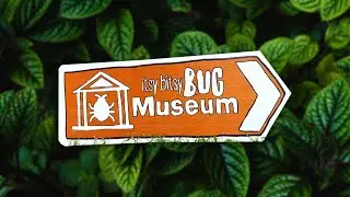 Itsy Bitsy Bug Museum: All Bug Videos