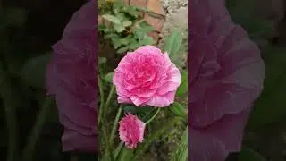 Home Garden Beauty Roses || Home Gardening |#flower #sorts #viralvideo #youtubeshorts #rose