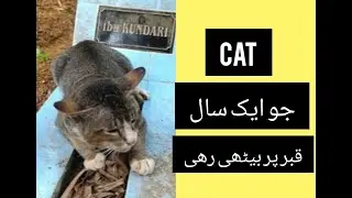 Loyal cat ||||| cat ak sall tak apny malik ki qabar par ku bethi rahi??? reality
