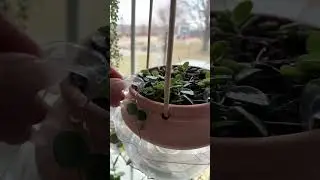 Your new favorite plant product 💚 #plant #plantlover #gardening #planthelp #plantlove