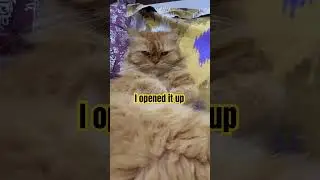 only 12 likes😞😿 #cat #catvideos #cute #cutecat #funny #shorts