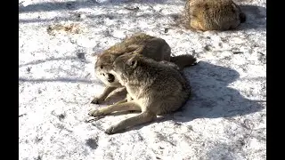 A low-ranking wolf gets muzzle-grab from 2 high-ranking wolves