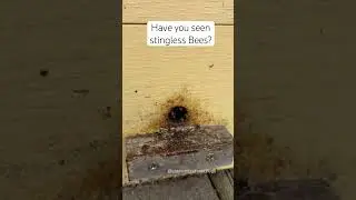 Stingless bees are native species to Australia. This was found in Tropical fruit world, Brisbane