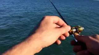 MINI CANNE,MINI  FISH!
