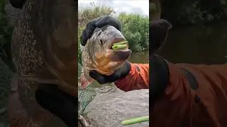 Why Piranhas Are the Most Dangerous Fish in the Amazon #piranha