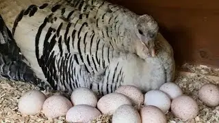 Turkey birds laying egg video ⚪🛑🤩