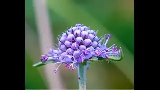 Best plants for bees: Devil's bit scabious