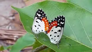 Butterflies of the Western ghats [1]
