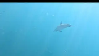 Spinner Dolphins in Mauritius Black River ( Oct 2024 )