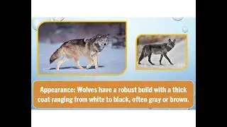 Amazing Facts About Wolves | Learn About Wolves for Kids II Wolf