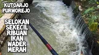 PANEN MANCING WADER DI SELOKAN KUTOARJO UMPAN MAGOT TEKNIK NUTUL PALING AMPUH