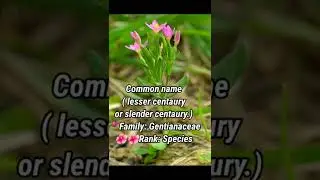 Centaurium pulchellum ll common name ll Common centaury