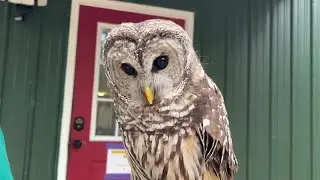 Local wildlife sanctuary in need of new enclosures for rescued wildlife