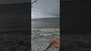Самый простой способ поймать морского окуня на пляже