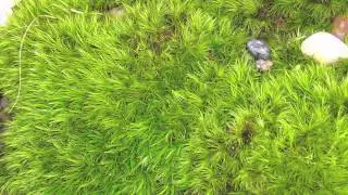 Moss For Sale Online $3.99