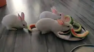 Rabbits eating watermelon 🍉🍉
