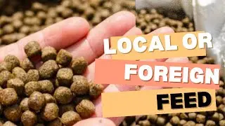 Catfish feed/cost of catfish feed in Nigeria/Best fish feed to use in your farm
