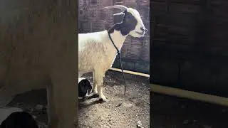 Boer filhote #filhotes #animais #cabra #bode #boer #caprinos