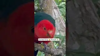 See Birds Unleashed: King Parrots! 🌈🦜✨