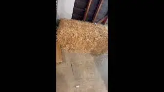 Straw    SD 480p