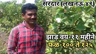 सरदार लखनऊ ४९-वय ११ महीने-१०० ते १२५ सेटिंग (फळ) प्रती झाड़। Sardar L49 सघन इस्राइल पद्धत शेती।