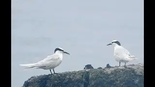 Black-naped Terns - 1 | Bird | Bird Watching | Wildlife | Sri Vijaya Puram | Andaman Island