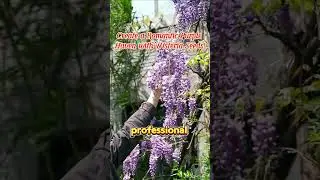 Purple flower on your garden# parkseedshop#parkseed#purpleflower#seeds#flowers#planting#garden