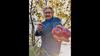 ☼Хорошее хранение яблок ИМрус