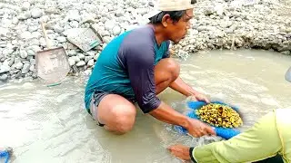 GOLD TREASURE,,THIS IS THE PROCESS OF FILTERING MINING #tambang​ #emas​ #emasmurni​ #news​