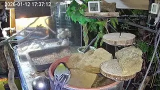 Ruhiger Nachmittag am Vogel-Spa, Regen ☔️ 🌧, Kohlmeise Trödelmarkt am Futter (12.01.2026)