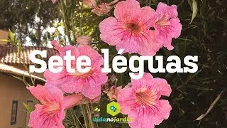 Sete l&eacute;guas