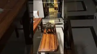 😺 Funny & Cute Animal Videos Compilaton Of The 2025 🤣