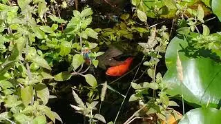 Hello goldfish.