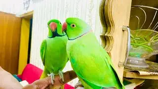 Parrot talking in front of mirror😱 #viralvideo #talkingparot #petbird #birds #nonstoptalkingparrot 