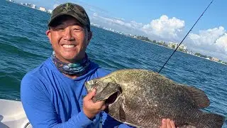Tripletail On Fly