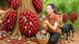 Harvesting Salacca fruit (snake fruit) - bringing it to the market to sell - Ly Phuong Daily Life